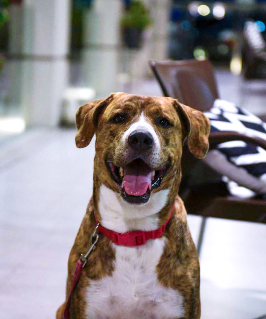 amico a quattro zampe